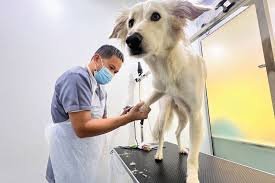 അ​ബൂ​ദ​ബി​യി​ൽ മൃ​ഗചി​കി​ത്സക്ക് പു​തി​യ മാ​ർ​ഗ​നി​ർ​ദേ​ശ​ങ്ങ​ൾ