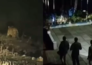 വീണ്ടും പുലിഭീതി; വയനാട്ടിൽ ജനവാസമേഖലയിൽ മൂന്നിടത്ത് പുലിയിറങ്ങി, കുന്നംപറ്റയിൽ വളർത്തുനായയെ കൊന്നു