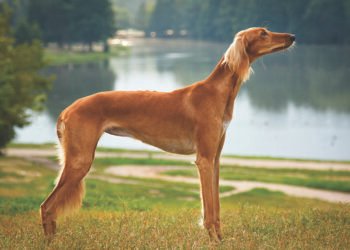 വഴിയരികിൽ ഉപേക്ഷിക്കപ്പെട്ട സലൂകി നായയ്ക്ക് പുതുജീവൻഅബൂദബിയിൽ മനുഷ്യസ്നേഹത്തിന്റെ ഉദാത്ത മാതൃക