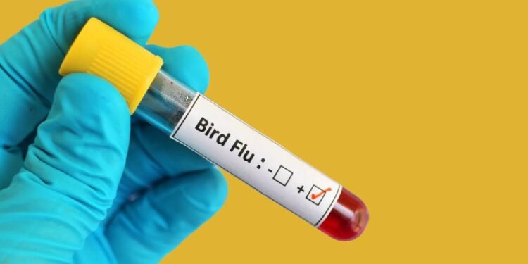 Avian flu confirmed in a dead crow in Kannur; District Collector issues alert