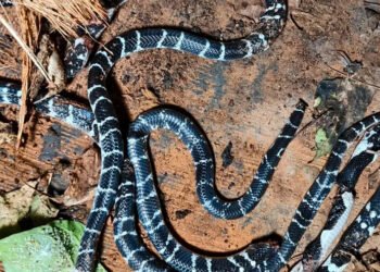 കോഴിക്കോട് ഒരു വീട്ടിൽനിന്നും അഞ്ചു ശംഖുവരയനെ കണ്ടെത്തി, പേരാമ്പ്രയിൽ യുവതിക്ക് കടിയേറ്റു