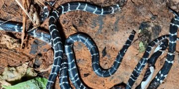 കോഴിക്കോട് ഒരു വീട്ടിൽനിന്നും അഞ്ചു ശംഖുവരയനെ കണ്ടെത്തി, പേരാമ്പ്രയിൽ യുവതിക്ക് കടിയേറ്റു