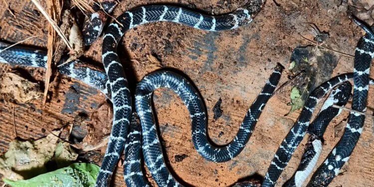 കോഴിക്കോട് ഒരു വീട്ടിൽനിന്നും അഞ്ചു ശംഖുവരയനെ കണ്ടെത്തി, പേരാമ്പ്രയിൽ യുവതിക്ക് കടിയേറ്റു