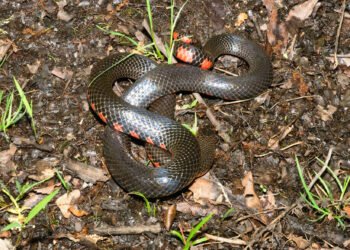 പാമ്പുകടി വീണ്ടും ജീവൻ കവർന്നു; കോഴിക്കോട് 75കാരി മരിച്ചു