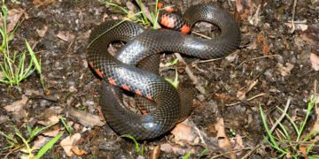 പാമ്പുകടി വീണ്ടും ജീവൻ കവർന്നു; കോഴിക്കോട് 75കാരി മരിച്ചു