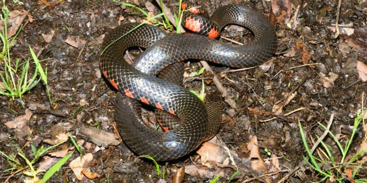 പാമ്പുകടി വീണ്ടും ജീവൻ കവർന്നു; കോഴിക്കോട് 75കാരി മരിച്ചു