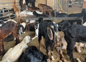 ബലിമൃഗങ്ങളുടെ പേരിൽ ഓൺലൈൻ തട്ടിപ്പ്: പൊതുജനങ്ങൾക്ക് മുന്നറിയിപ്പുമായി ദുബായ് പൊലീസ്