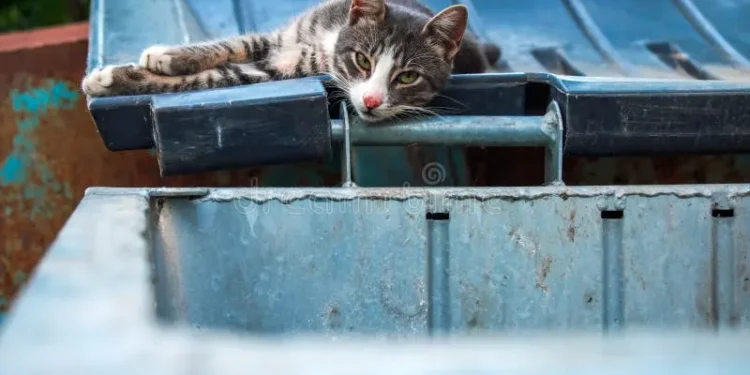 A sterilised stray cat with a tipped ear resting outdoors in Abu Dhabi
