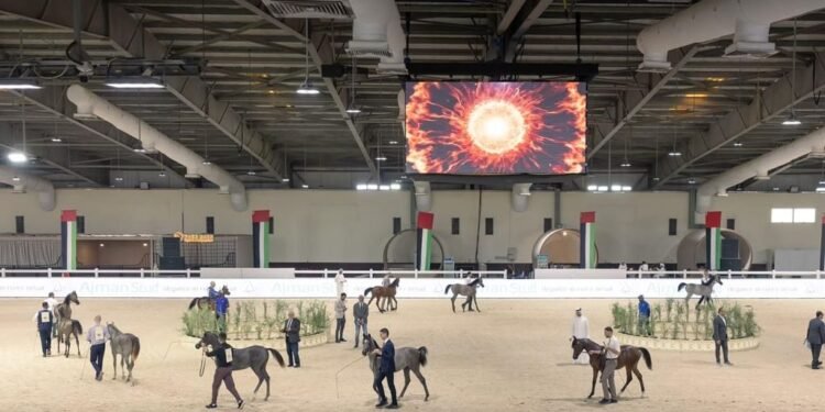 The UAE National Arabian Horse Championship opens at Boudheib Academy in Abu Dhabi, featuring 500 horses competing for AED 4.47 million in prizes.